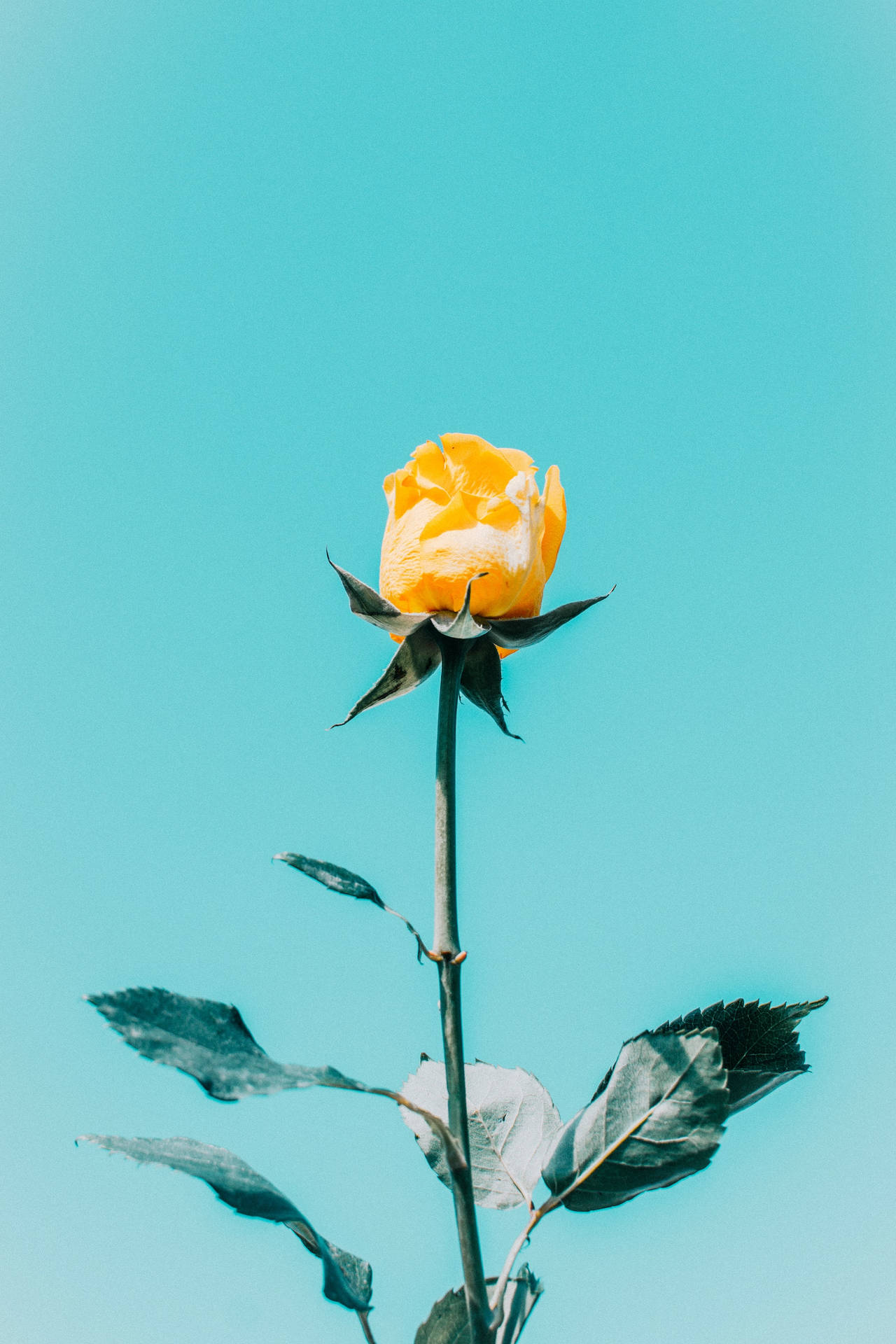 Blue Sky Yellow Rose Aesthetic Background