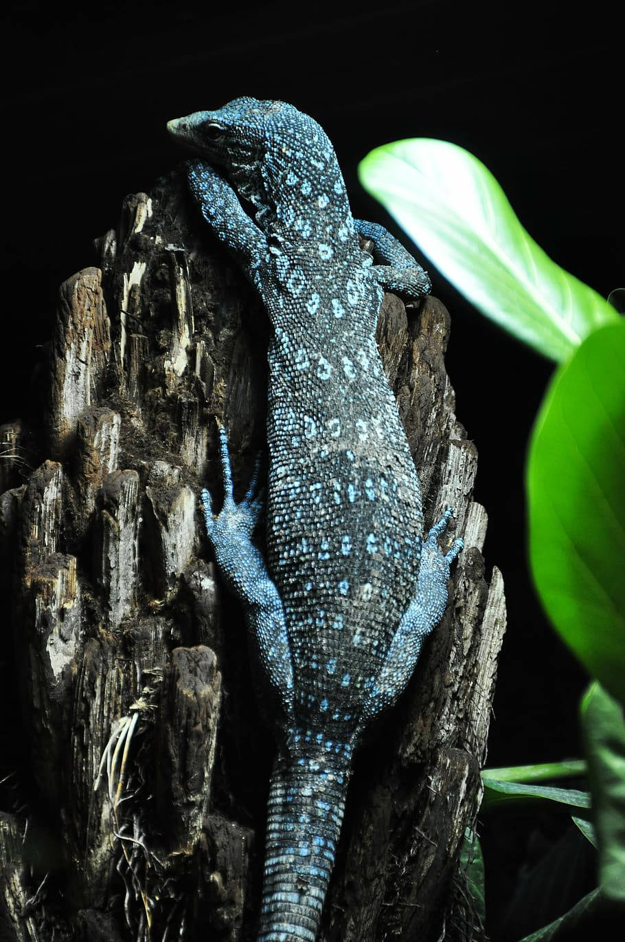 Blue Spotted Tree Monitor Lizard