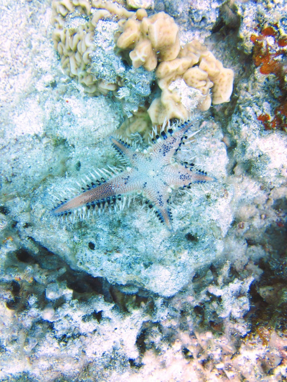 Blue Starfish And Corals Background