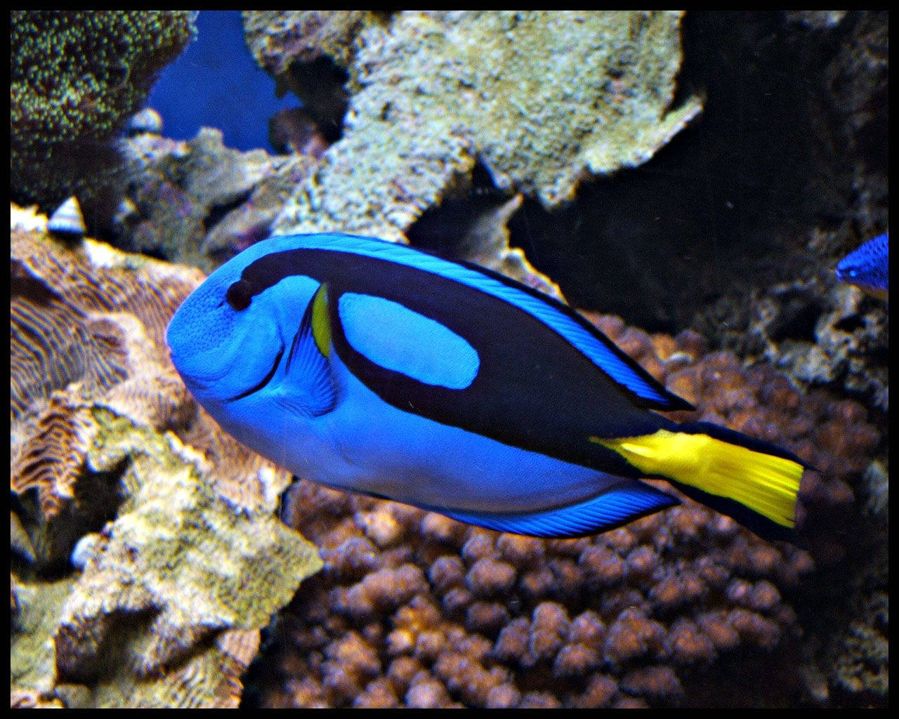 Blue Tang Fish Background