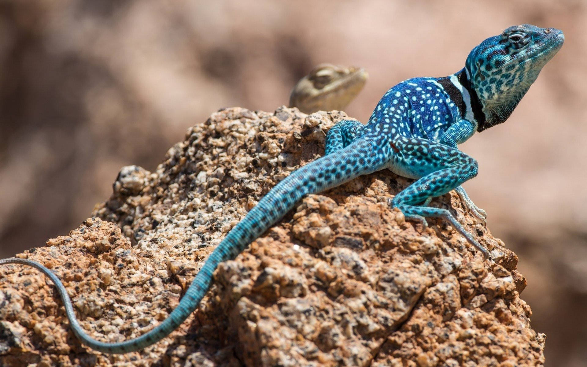 Blue Tiburon Collared Lizard Background