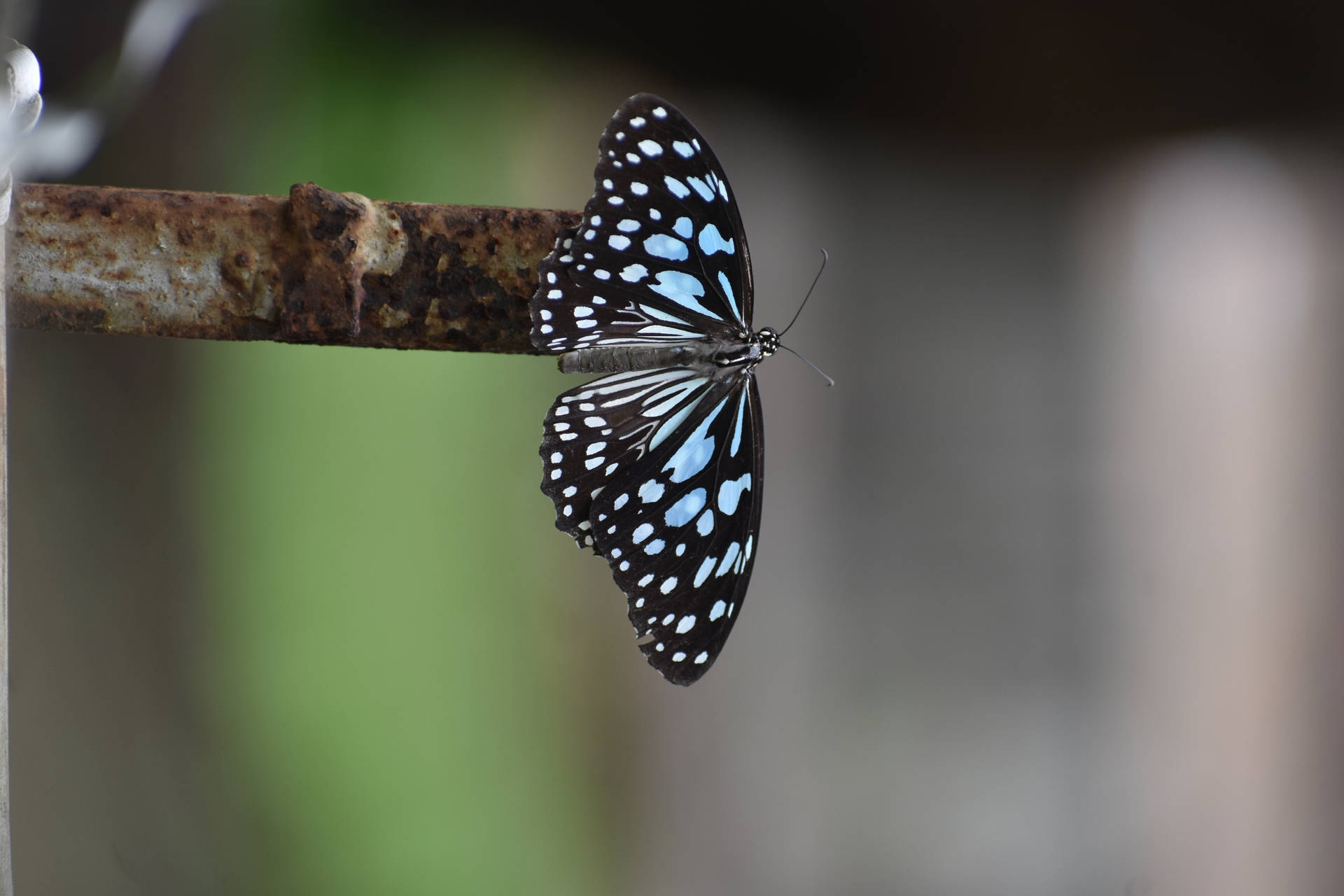 Blue Tiger Aesthetic Butterfly Background