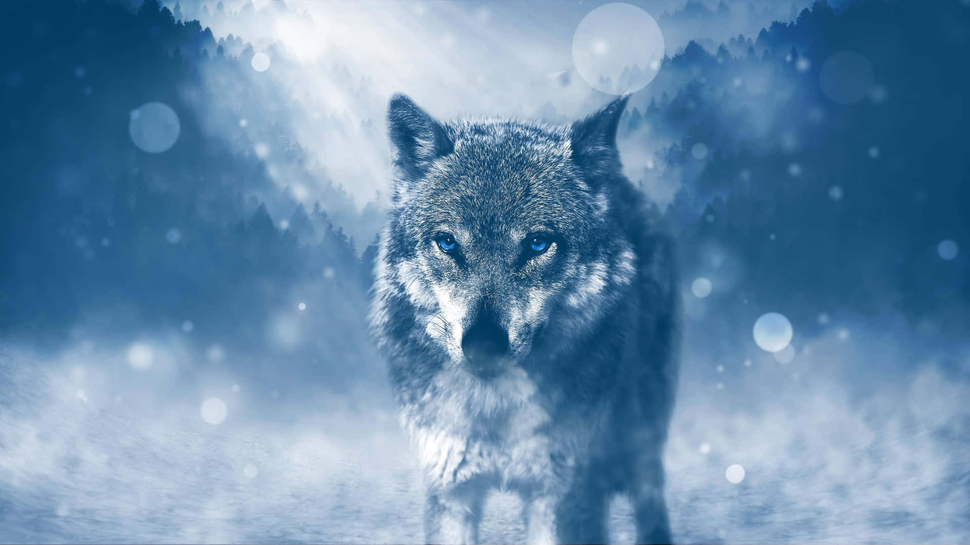 Blue Tinge Wolf Aesthetic