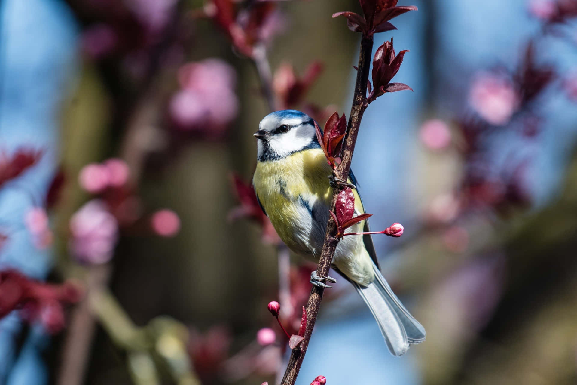 Blue Tit Among Spring Blossoms.jpg