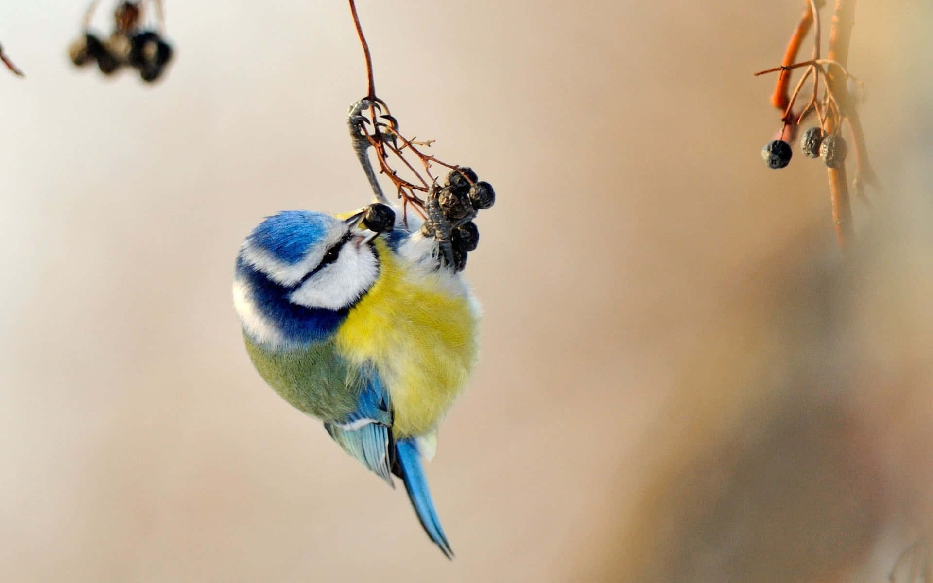 Blue Tit Hanging From Branch.jpg Background