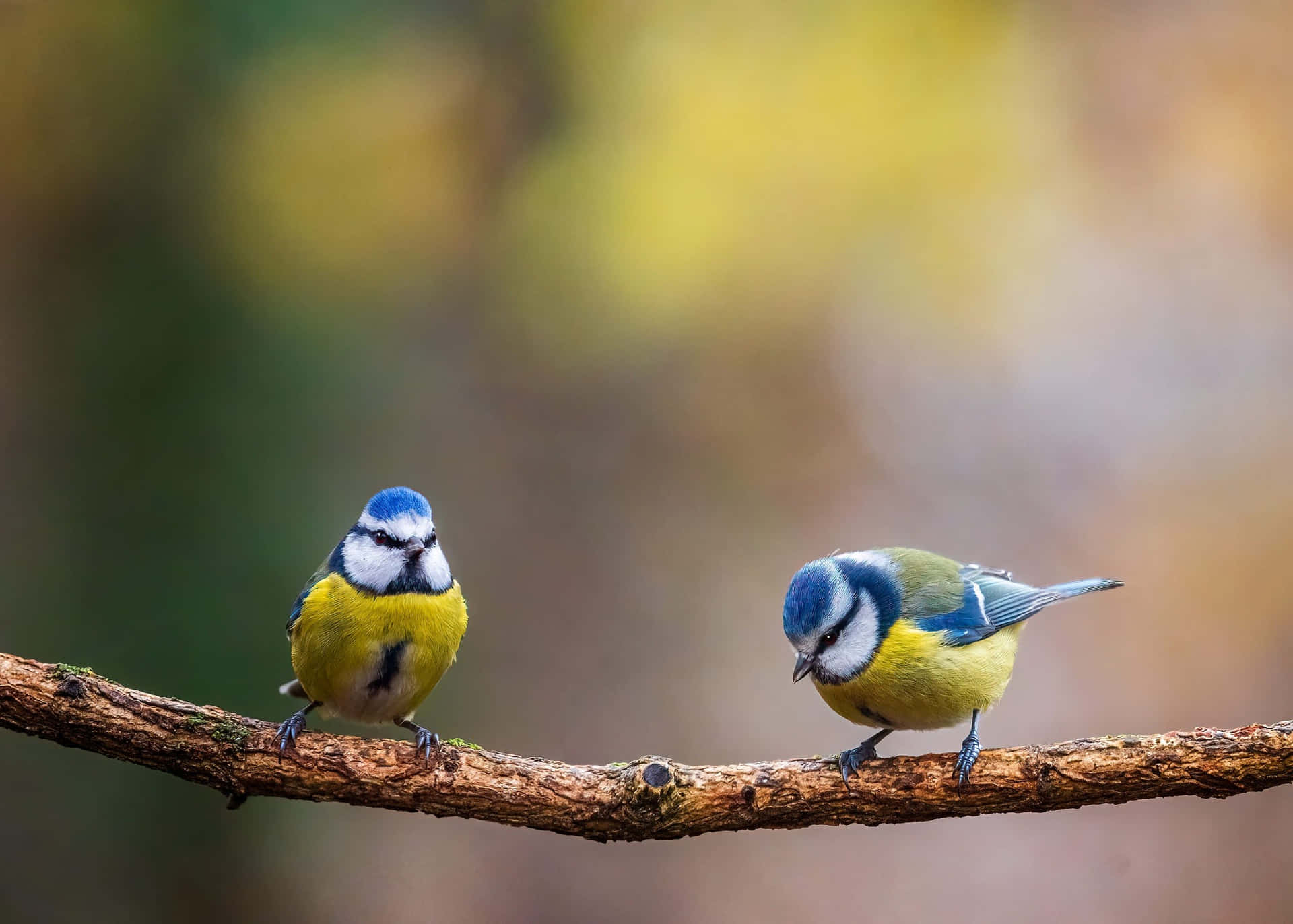 Blue Tit Pair Perchedon Branch Background