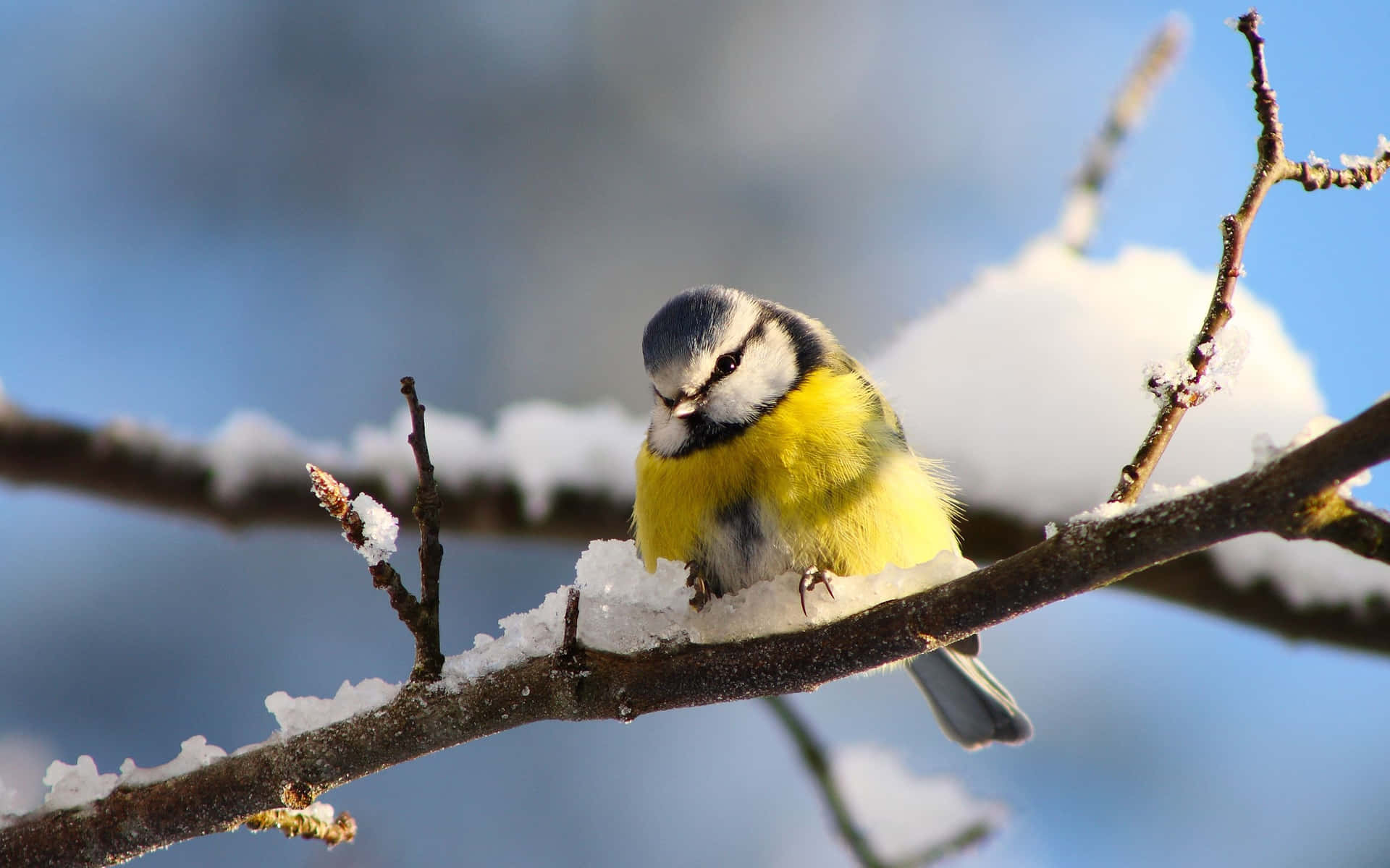 Blue Titin Winter Snow.jpg Background