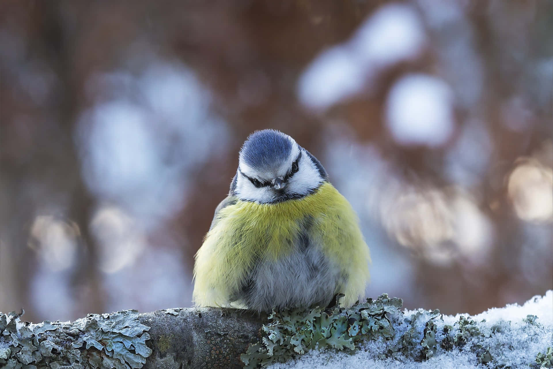 Blue Titin Winter Wonderland.jpg