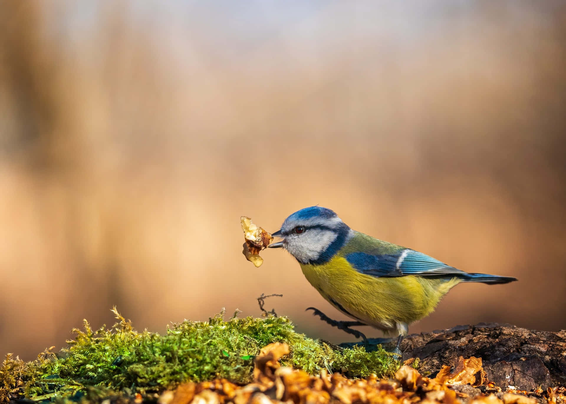 Blue Titmouse With Leaf900x643 Background