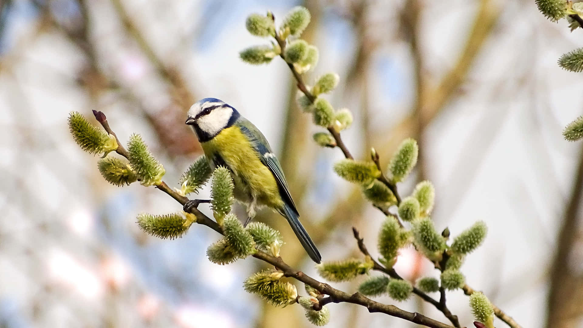 Blue Titmouseon Willow Branch.jpg Background