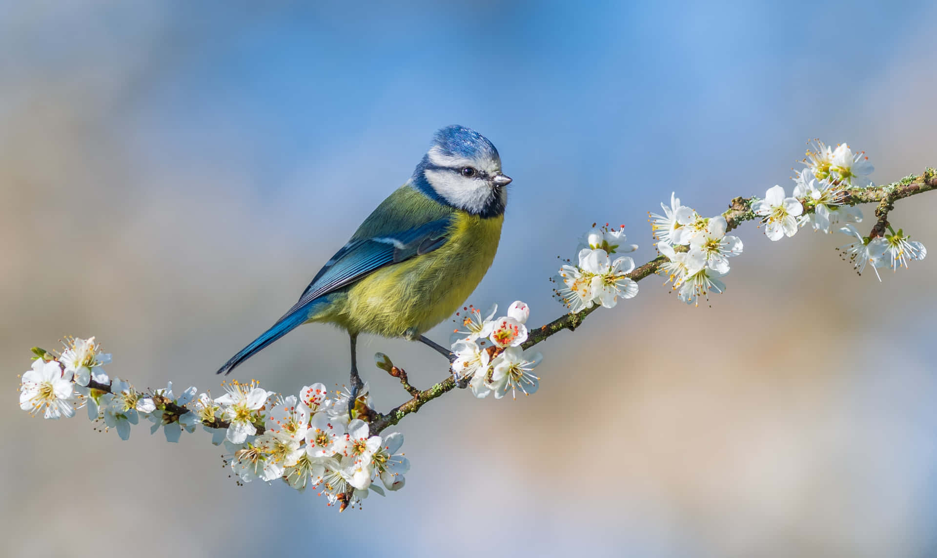 Blue Titon Blossoming Branch.jpg Background