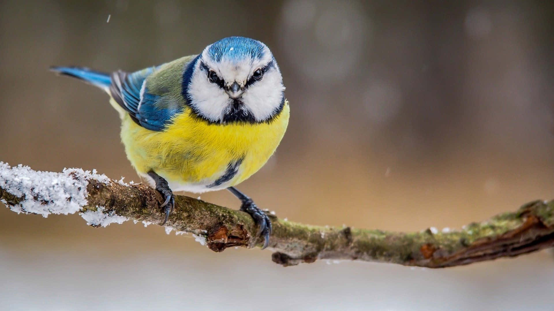 Blue Titon Snowy Branch.jpg Background