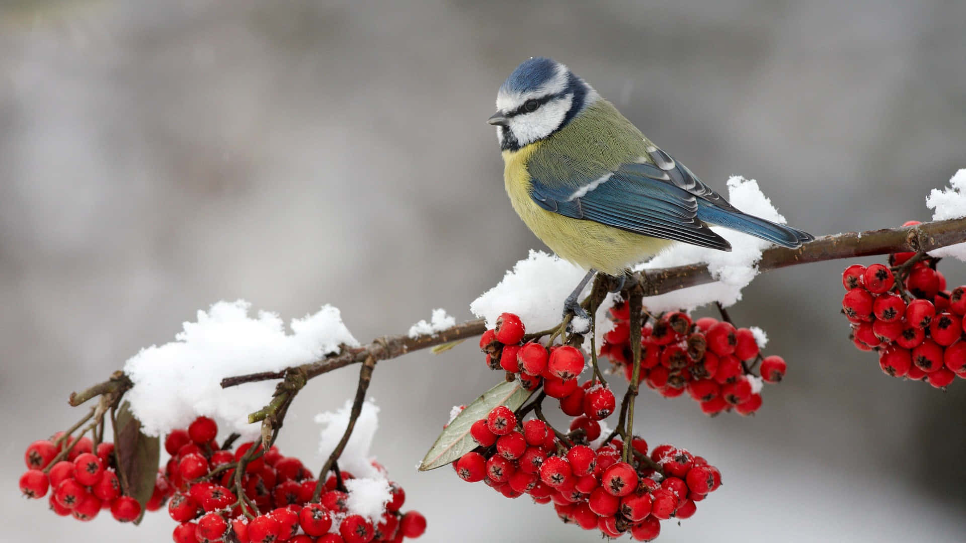 Blue Titon Snowy Branchwith Red Berries.jpg