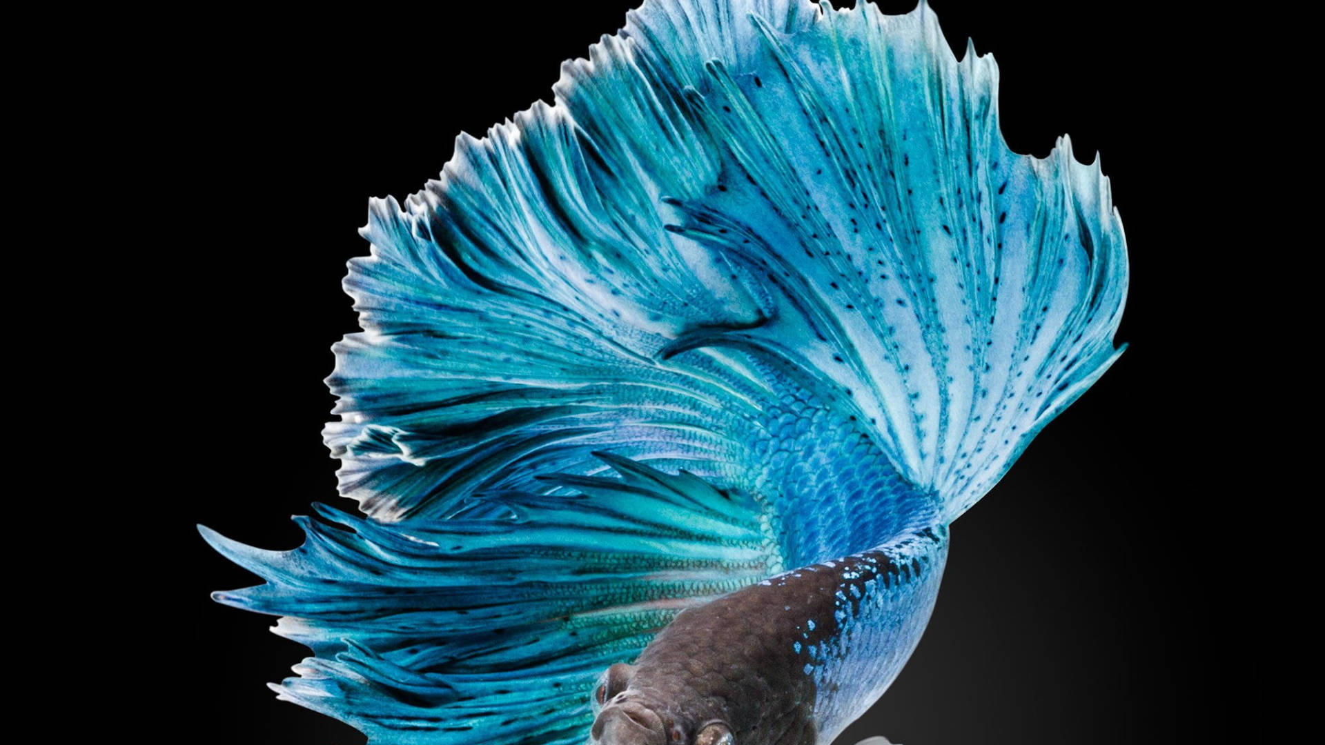 Blue Tropical Fish Background