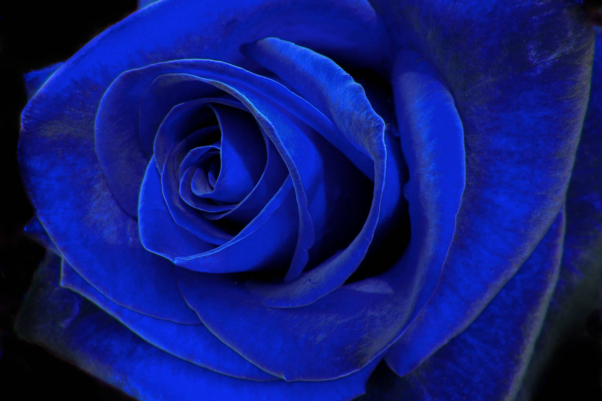 Blue Velvet Rose Background