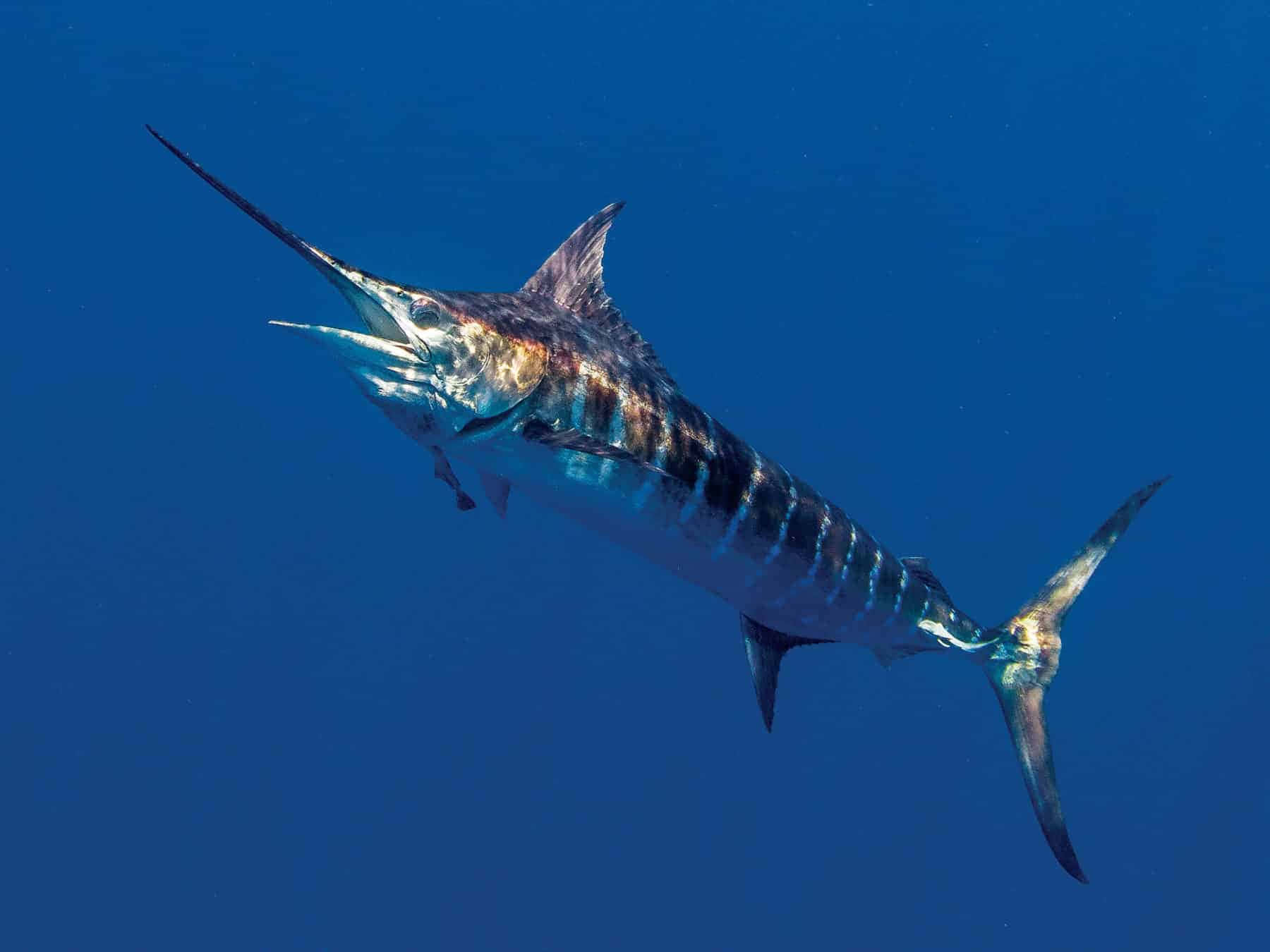 Blue Water Marlin Swimming.jpg Background