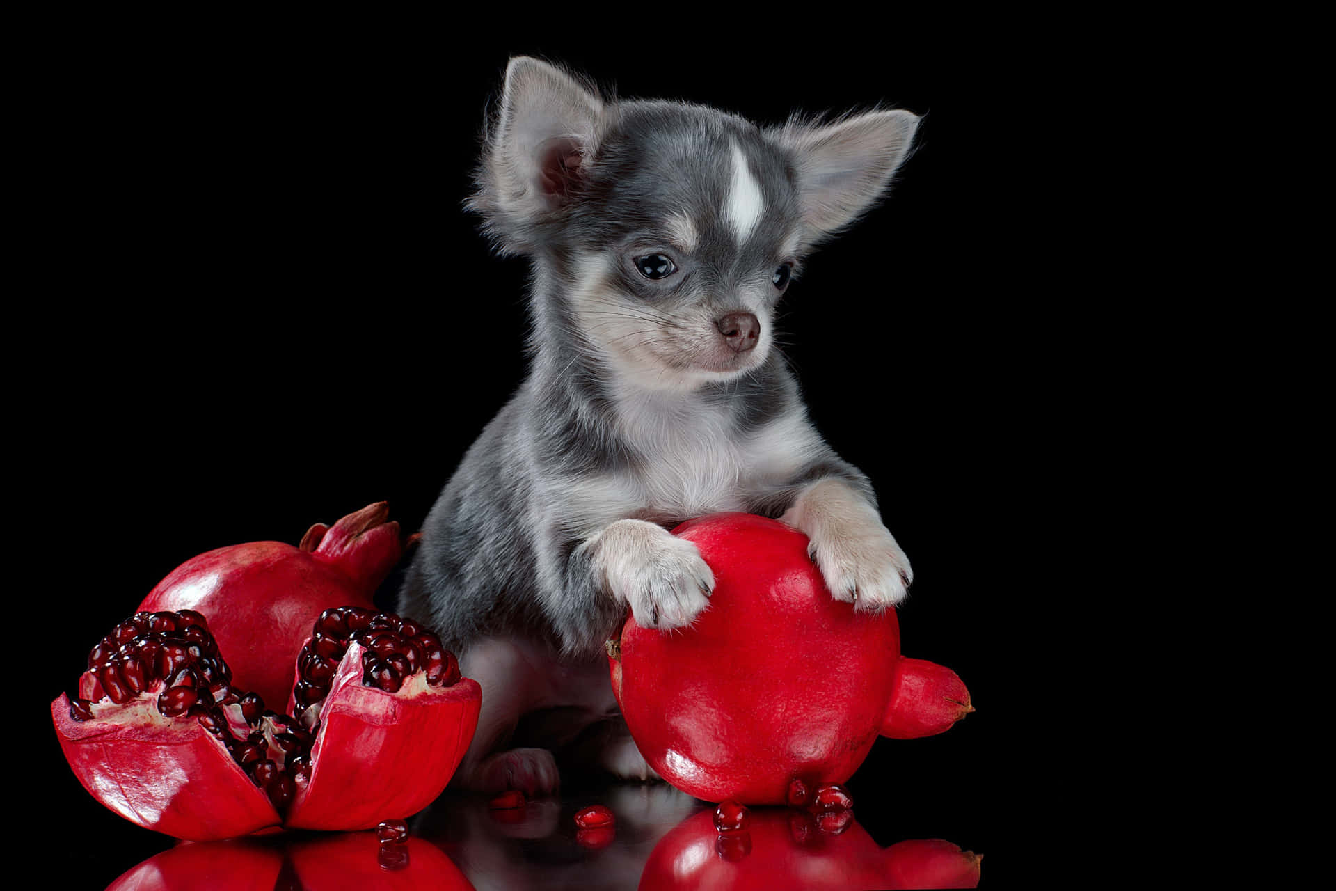 Blue & White Coated Chihuahua Dog With Grapefruit Background