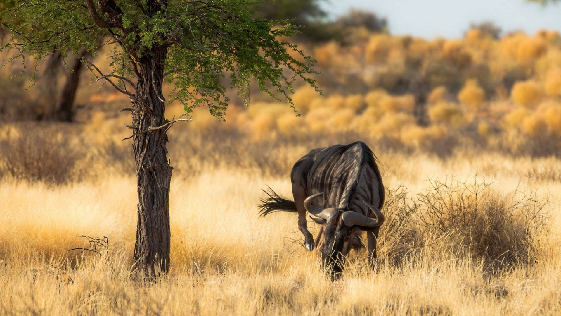 Blue Wildebeest In Africa 4k