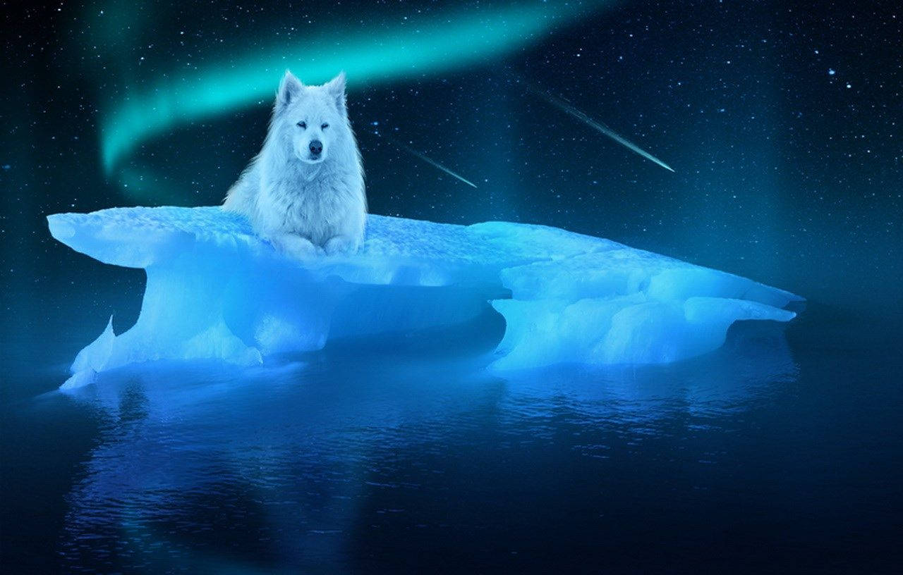 Blue Wolf On Iceberg Background