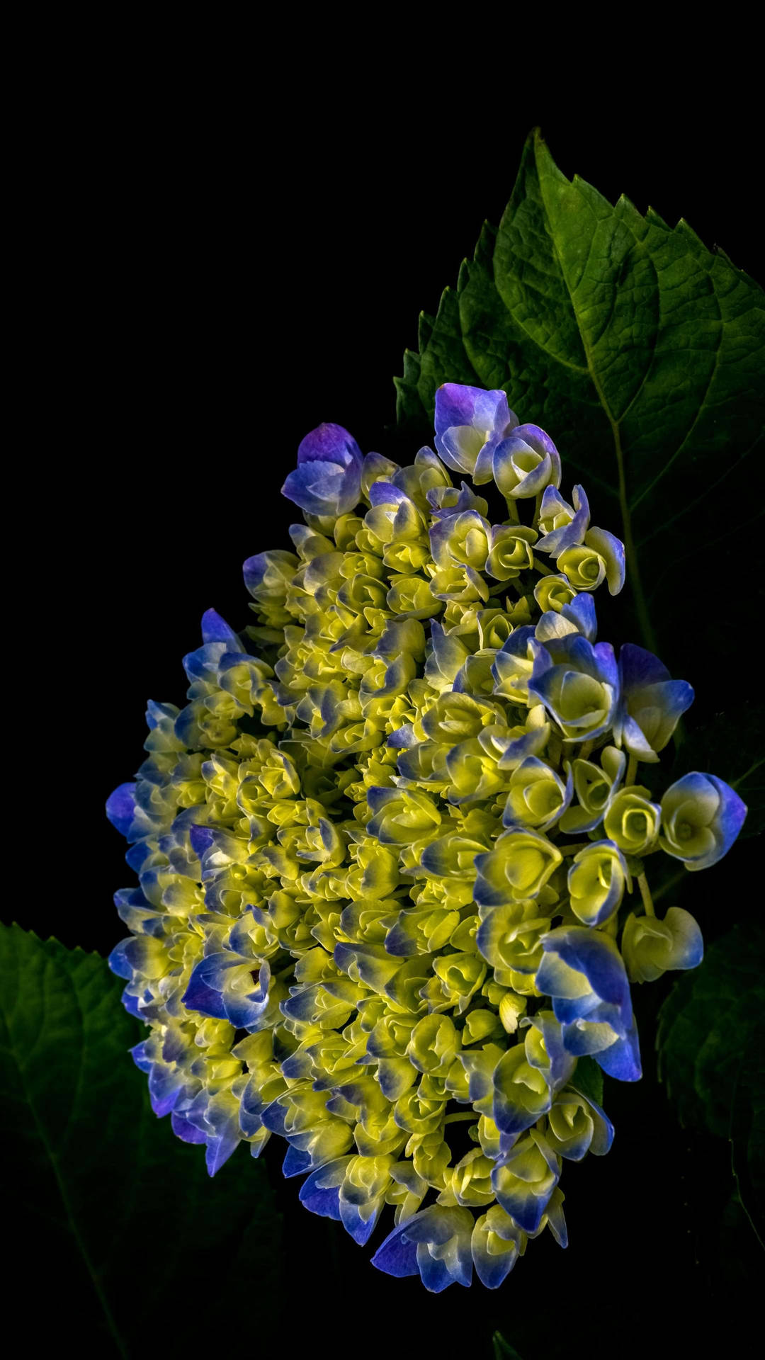Blue Yellow Hydrangeas Flower Phone Background