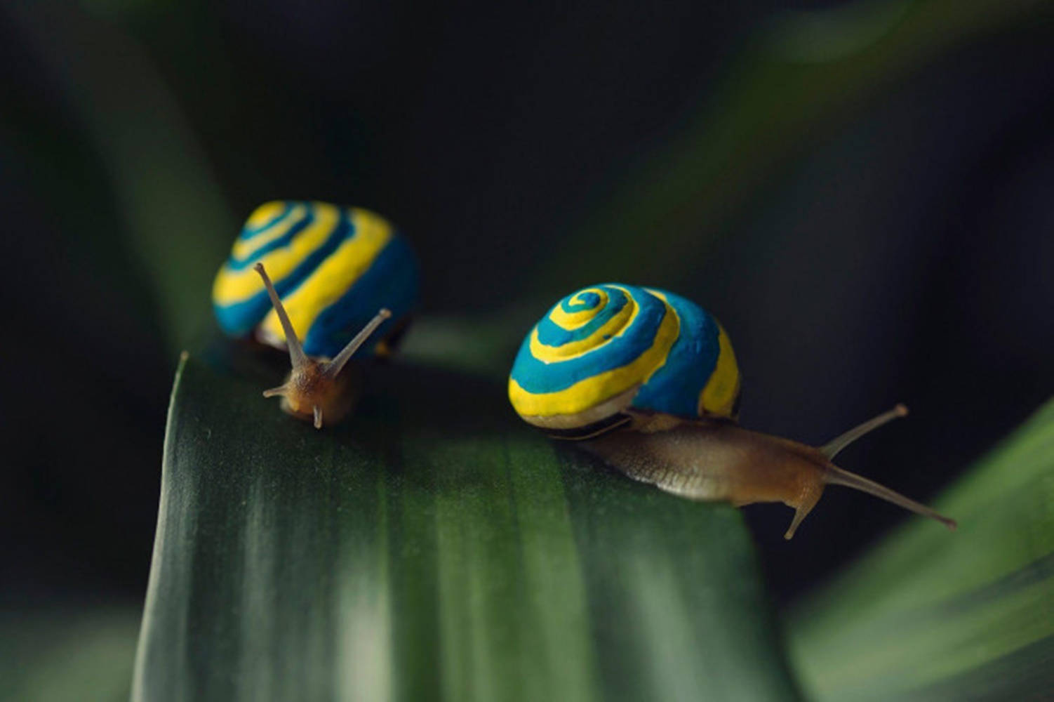 Blue Yellow Snails Background