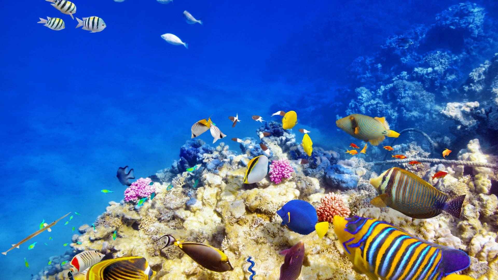 Blue Yellow Tropical Fish Background