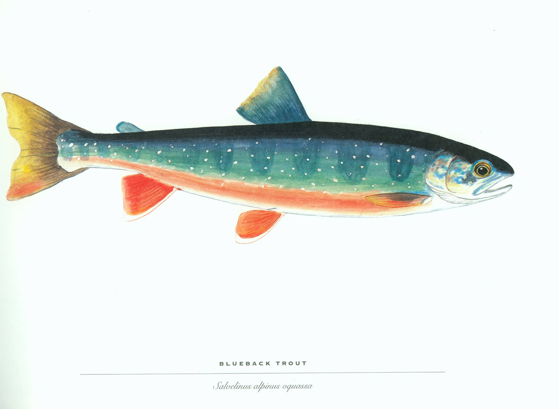 Blueback Trout