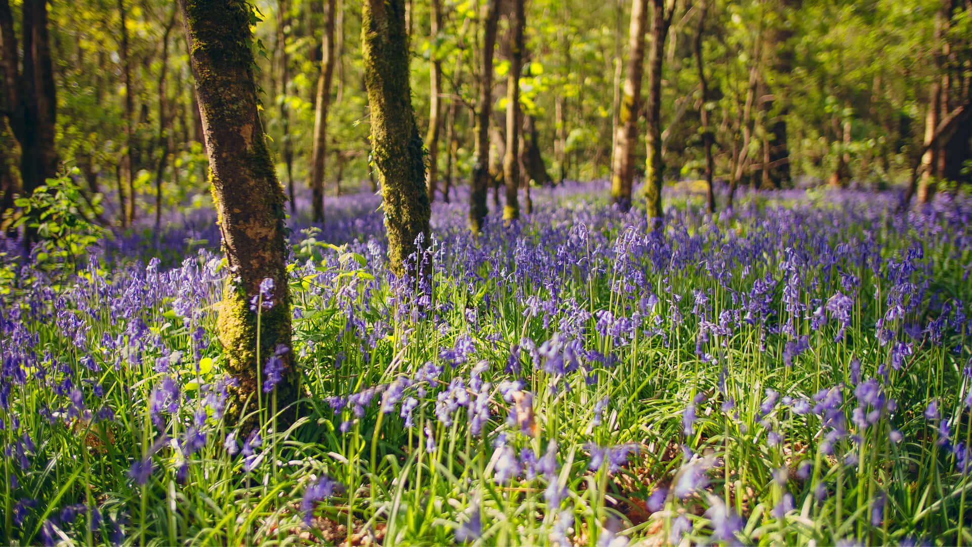 Bluebells Grass In Forest Ireland Desktop Background