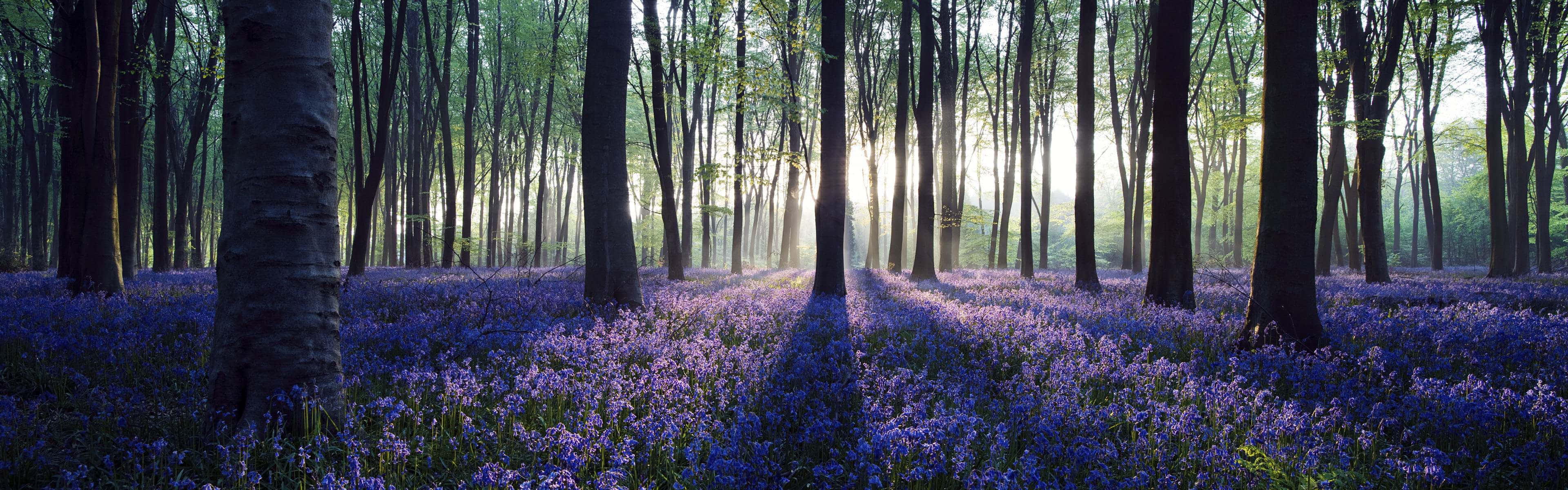 Bluebells In The Forest As A Panoramic Desktop