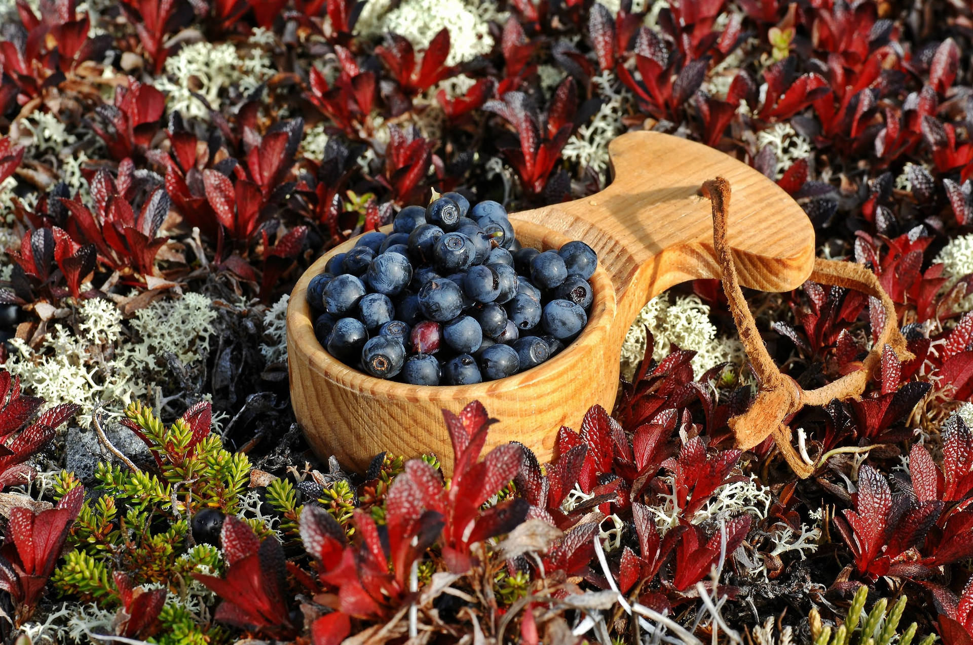 Blueberries In Wooden Bowl Background