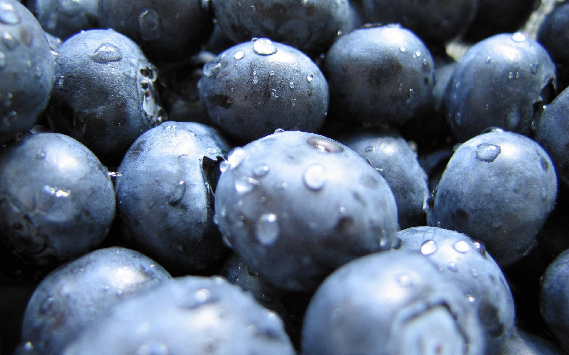 Blueberry Harvest Time Background