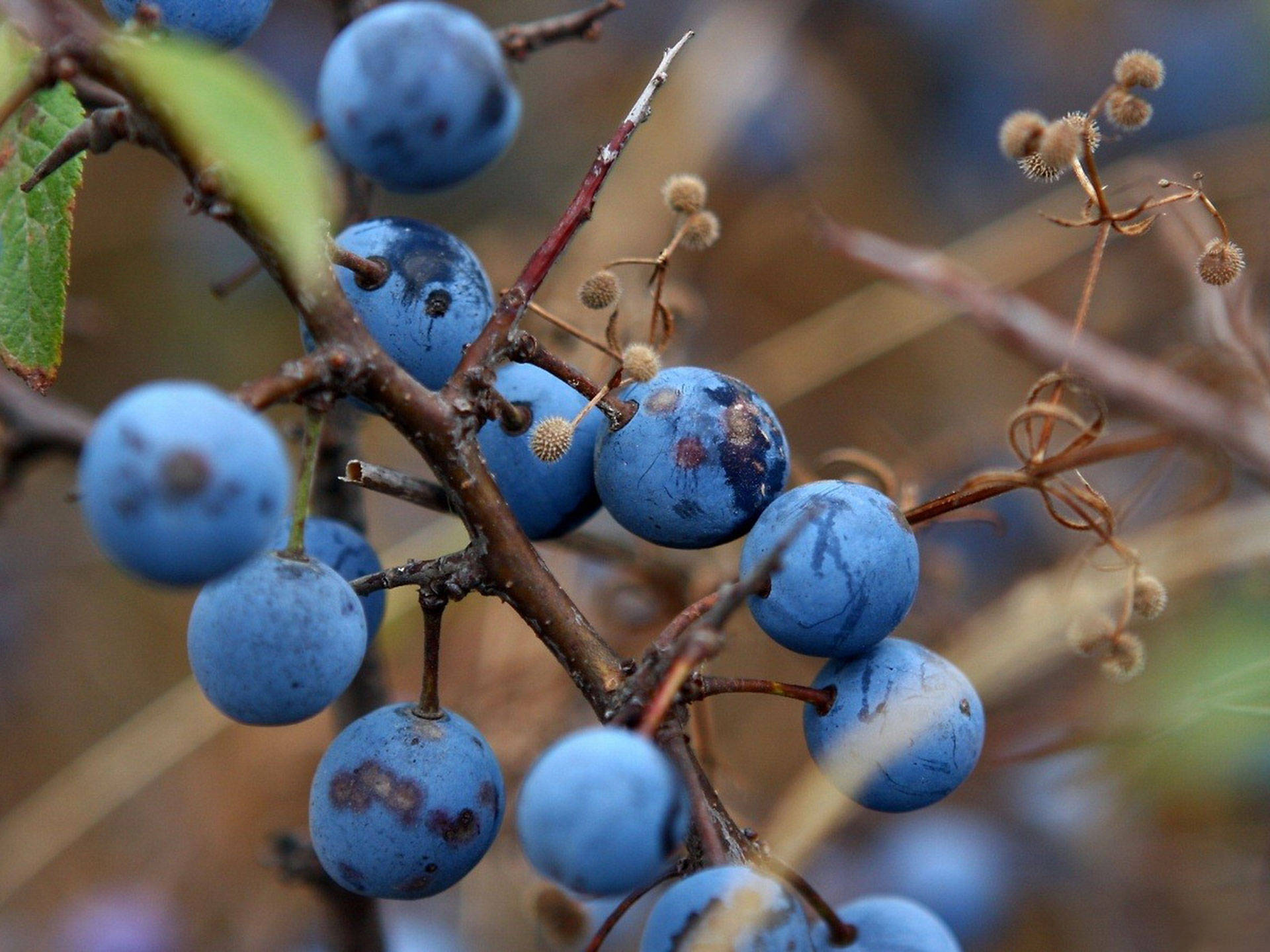 Blueberry On Branches Background