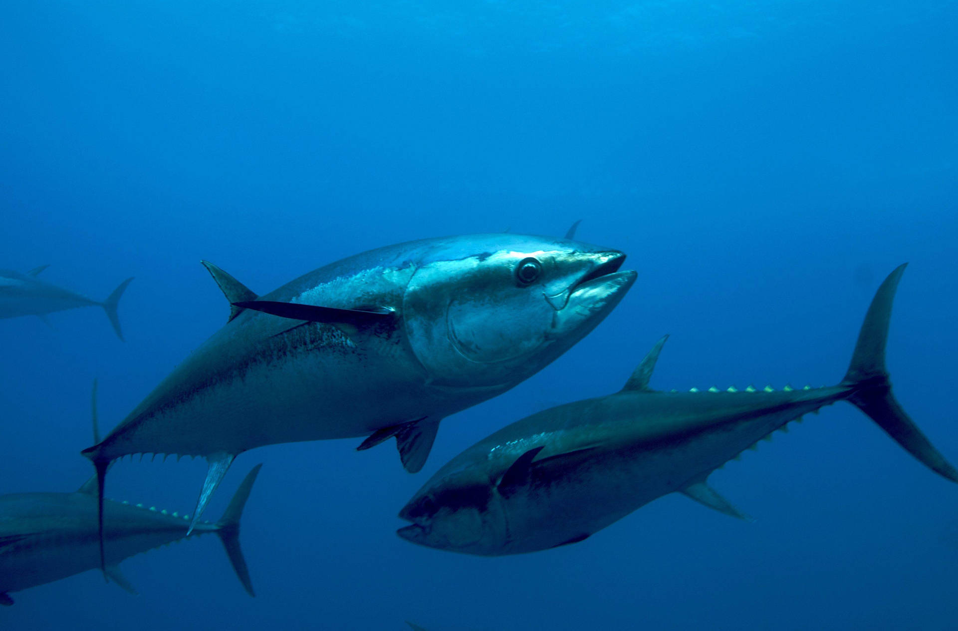 Bluefin Tuna Fishes Underwater Background