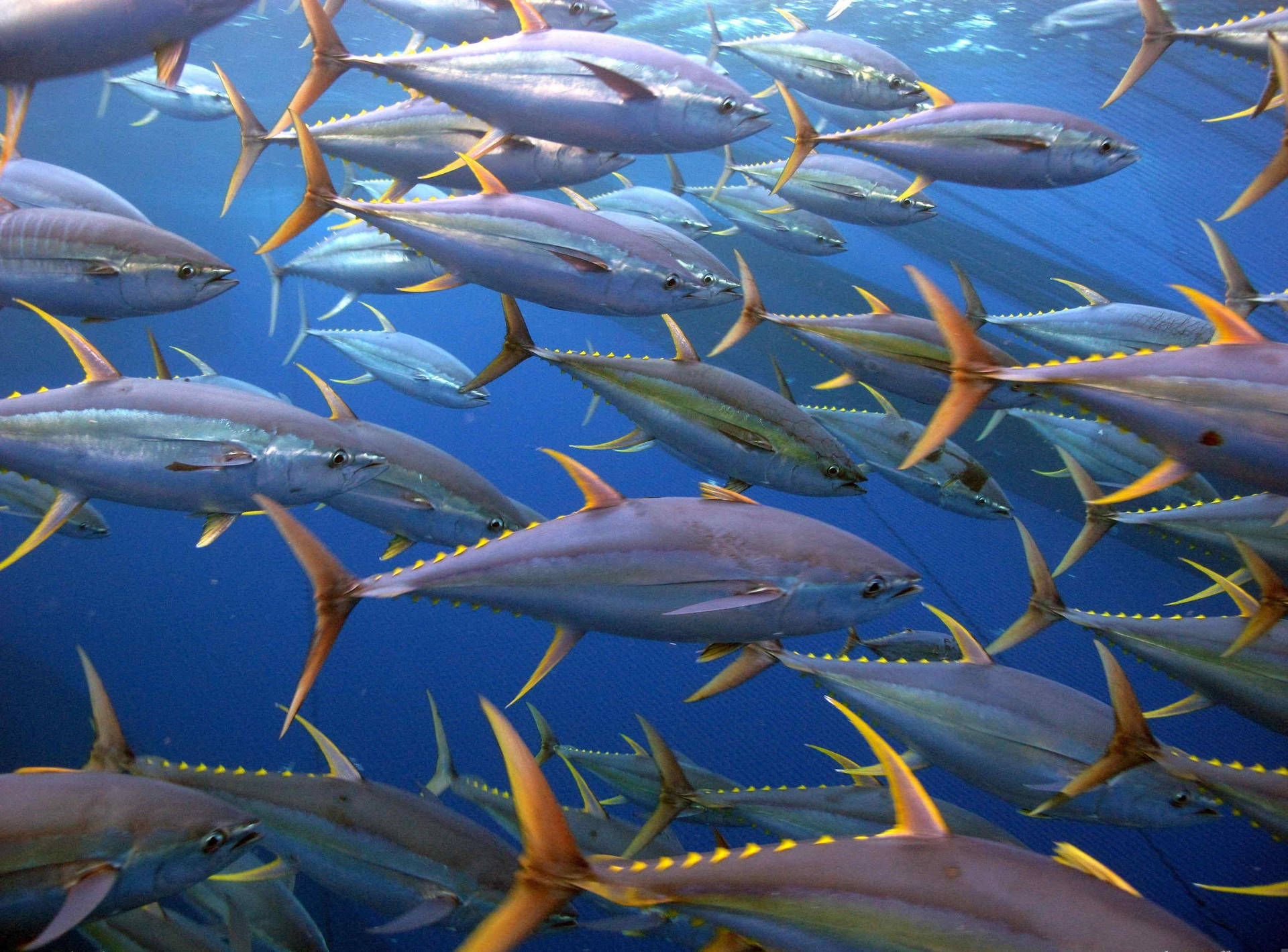 Bluefin Tuna Fishes Underwater Background