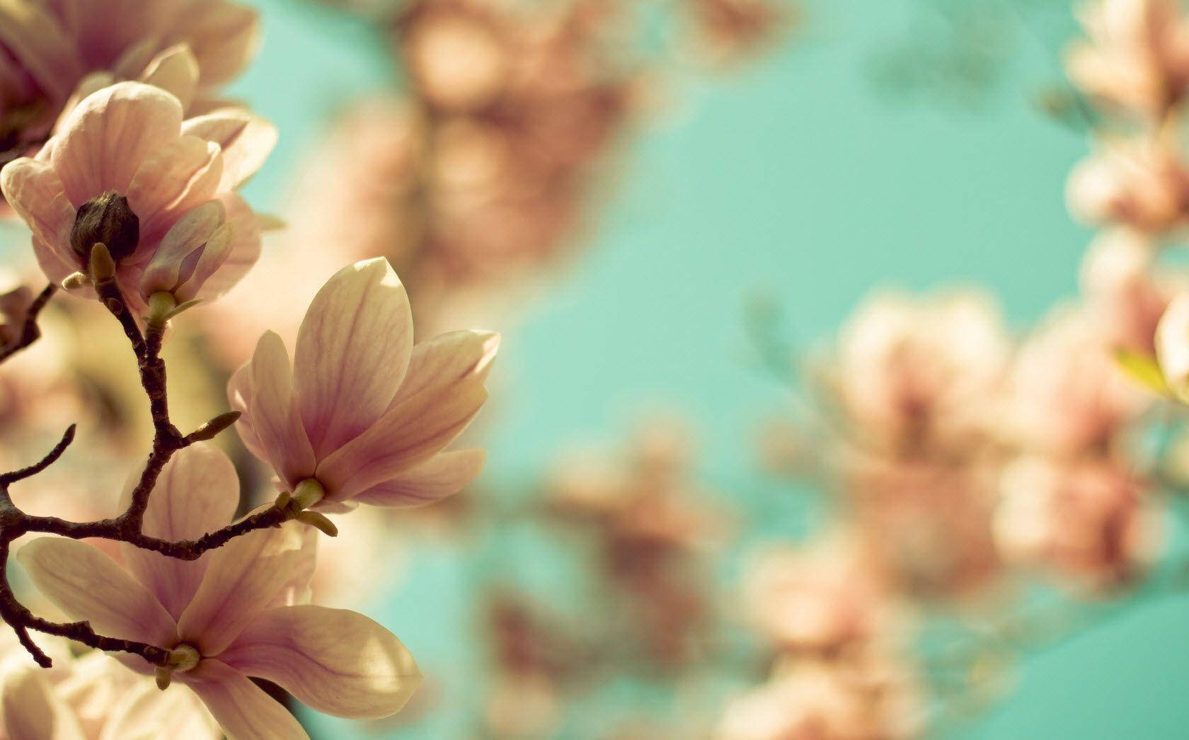 Blumen Desktop Theme Background