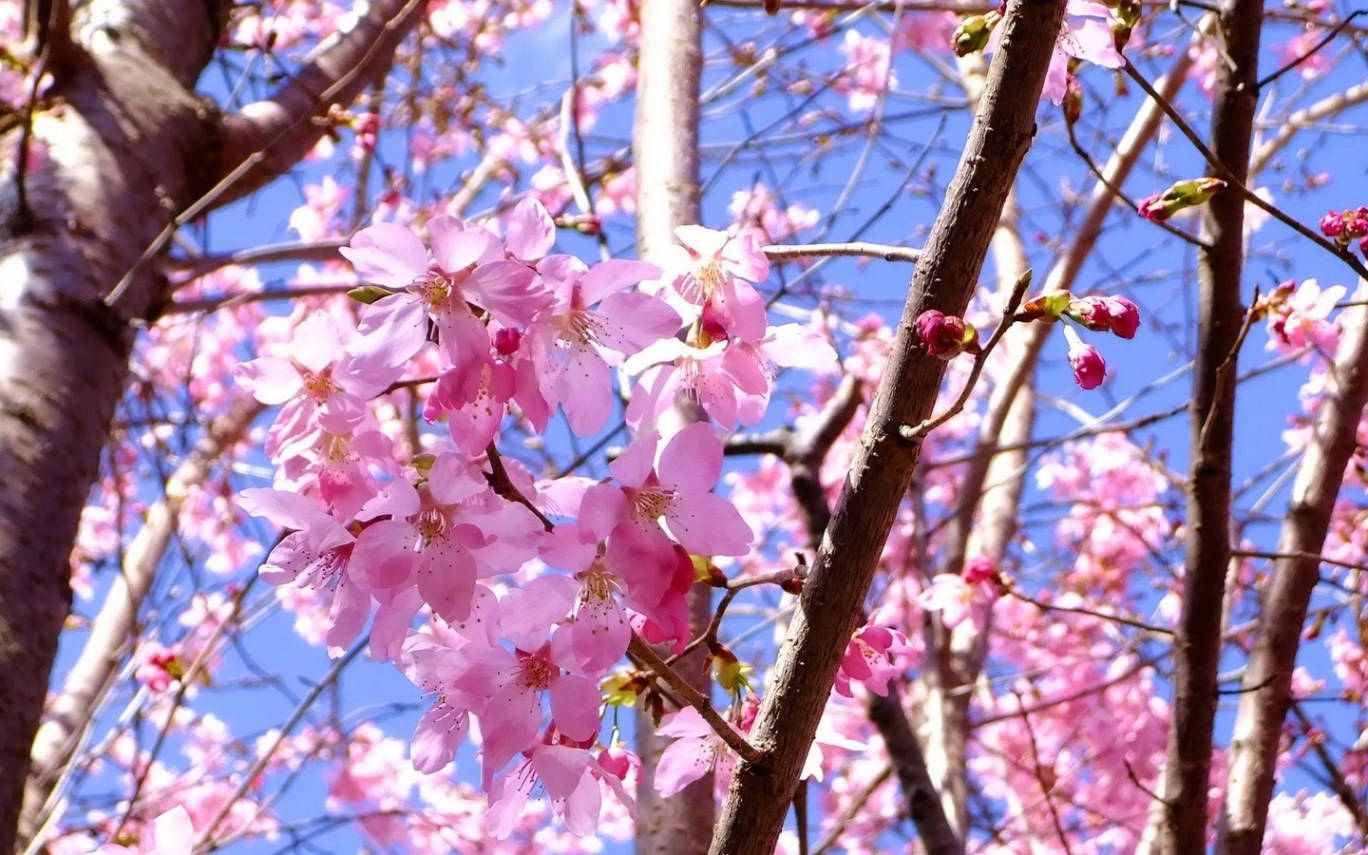 Blumen Display Of Cherry Blossom Background