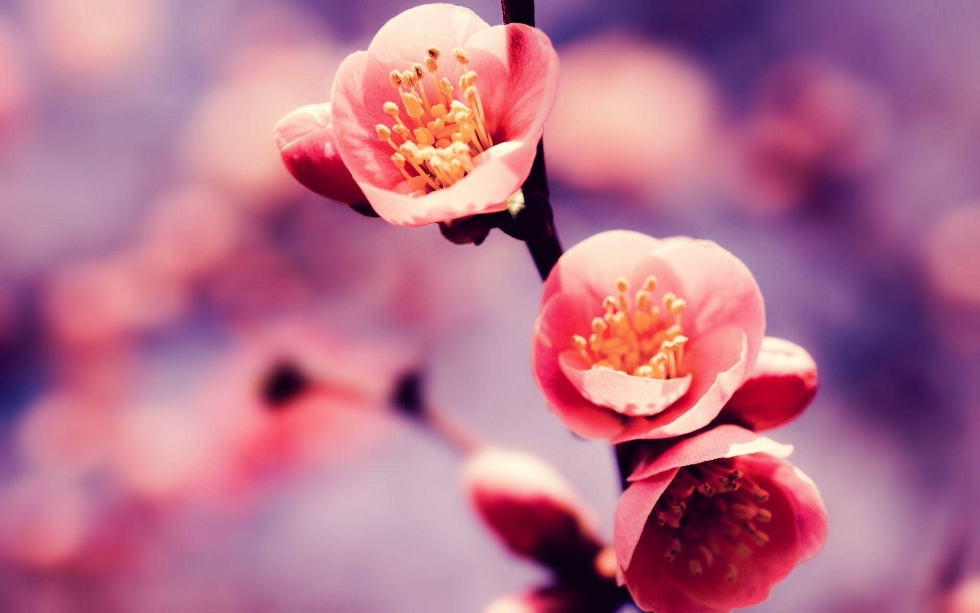 Blumen Photography Of Cherry Blossom Background