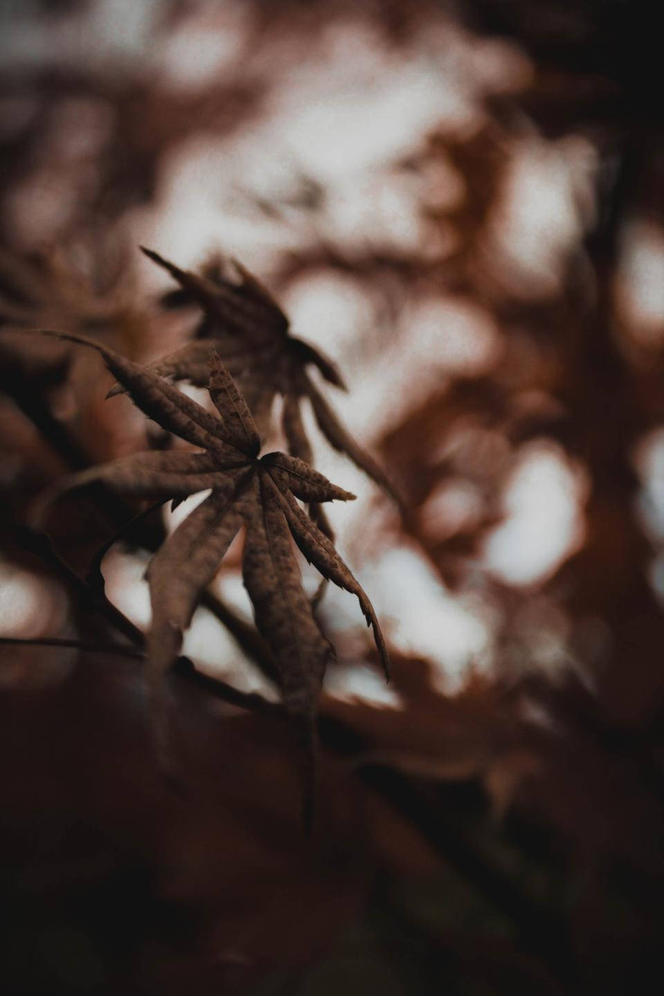 Blurred Cannabis Nature Photo Background