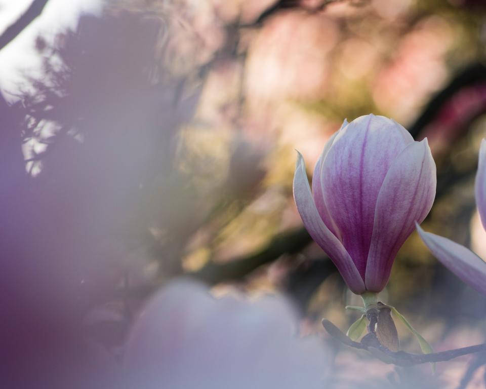 Blurred Magnolia In Nature Background