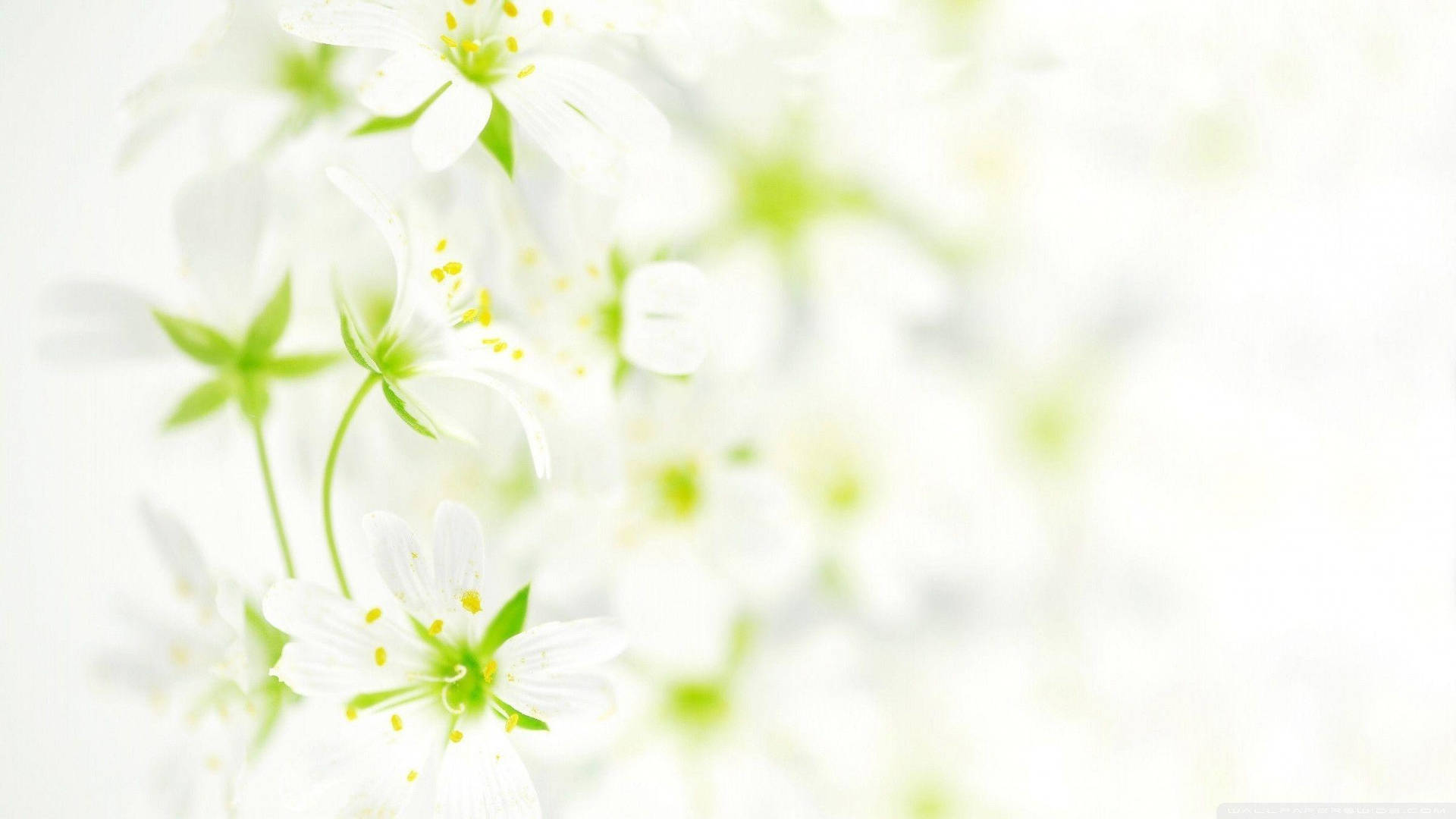 Blurred White Flower