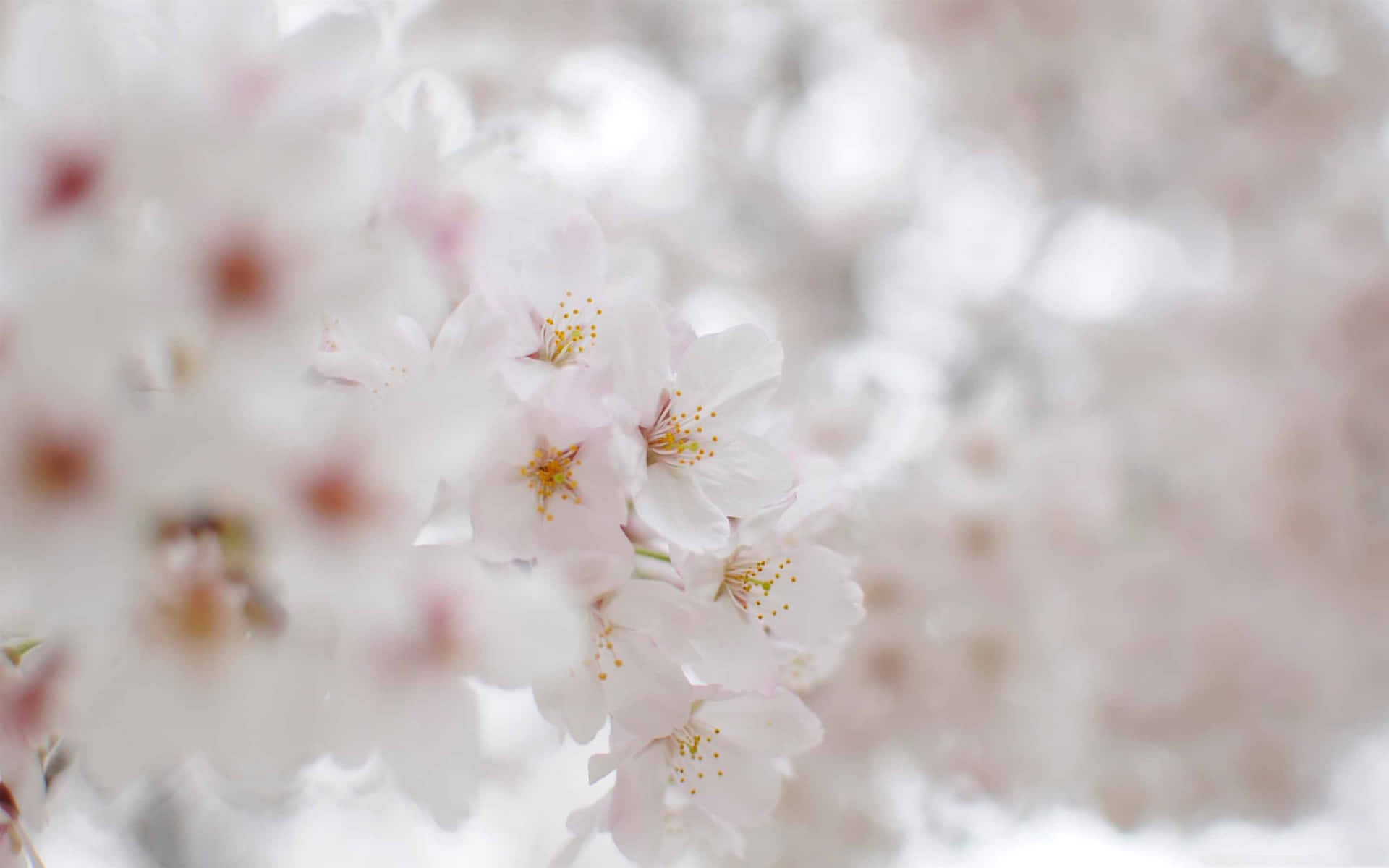 Blurry Aesthetic Cherry Blossom Background