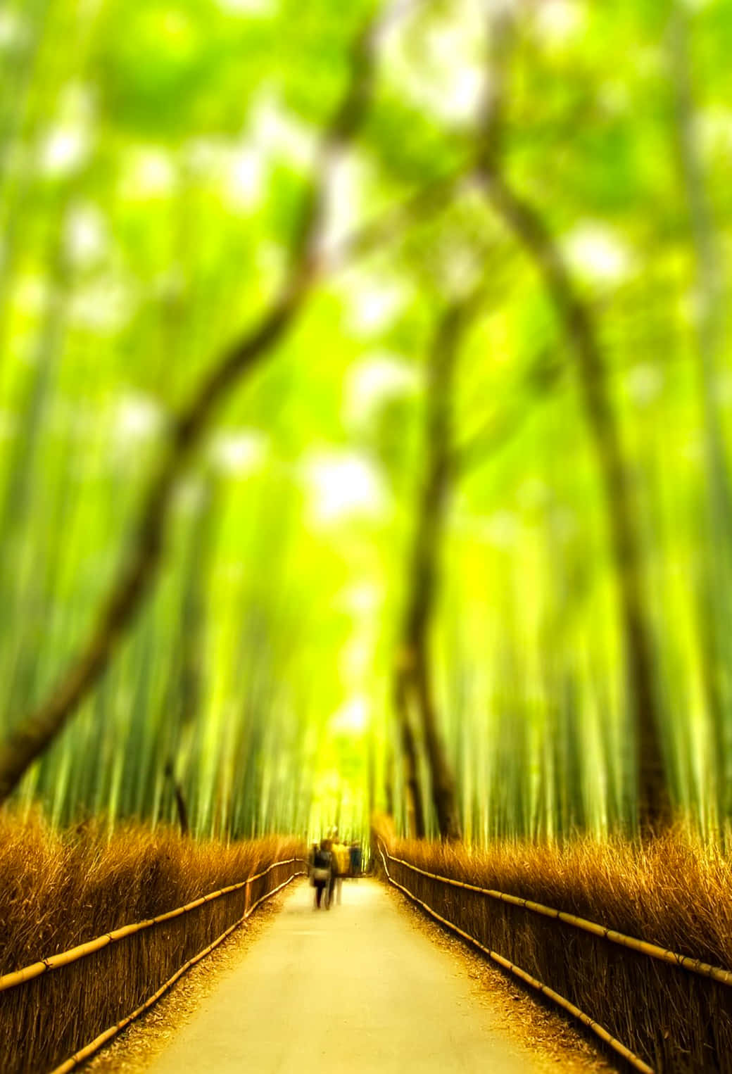 Blurry Bamboo Forest Pathway Background