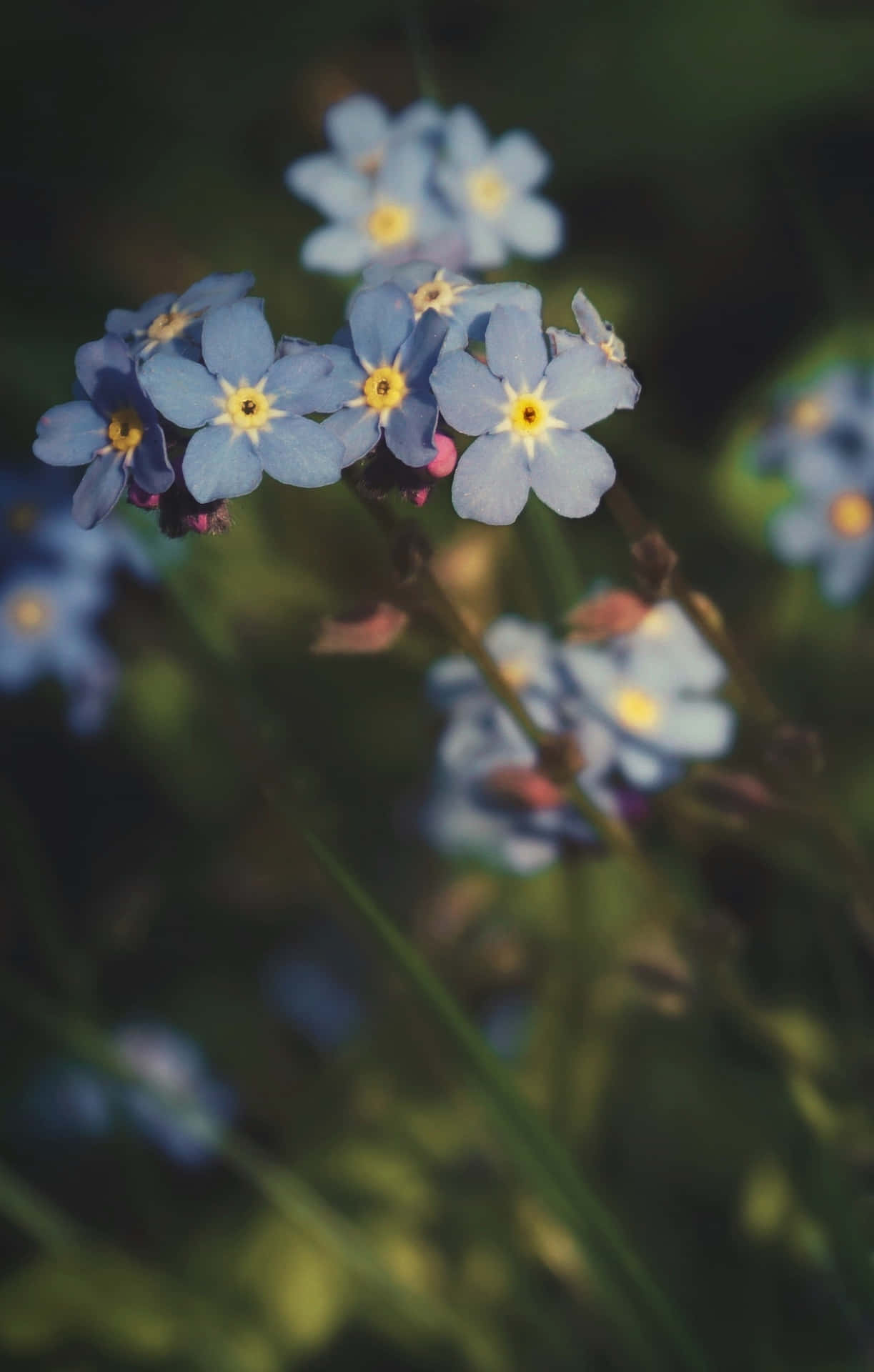 Blurry Forget-me-nots Blue Flowers Phone Background