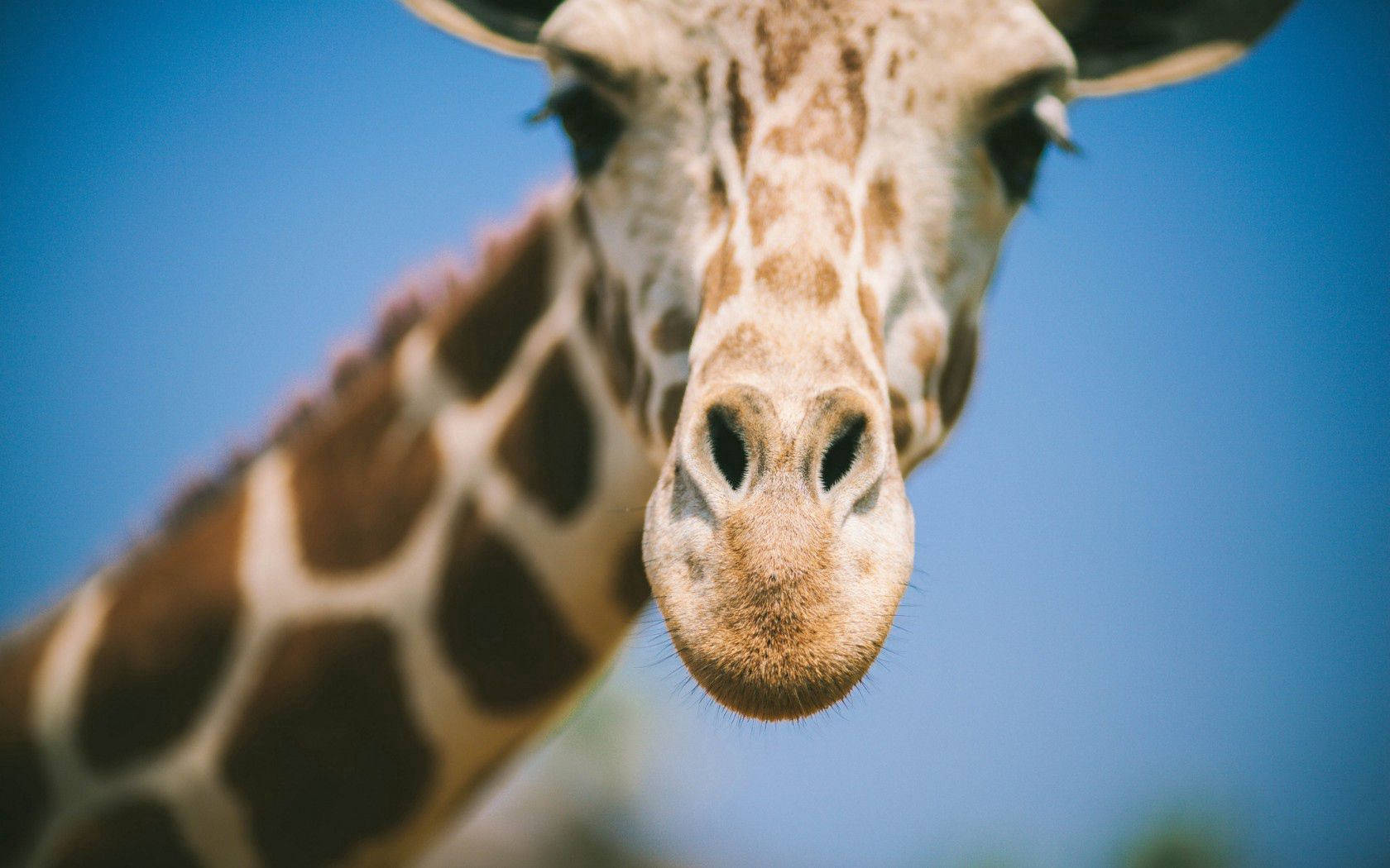 Blurry Giraffe's Face Background