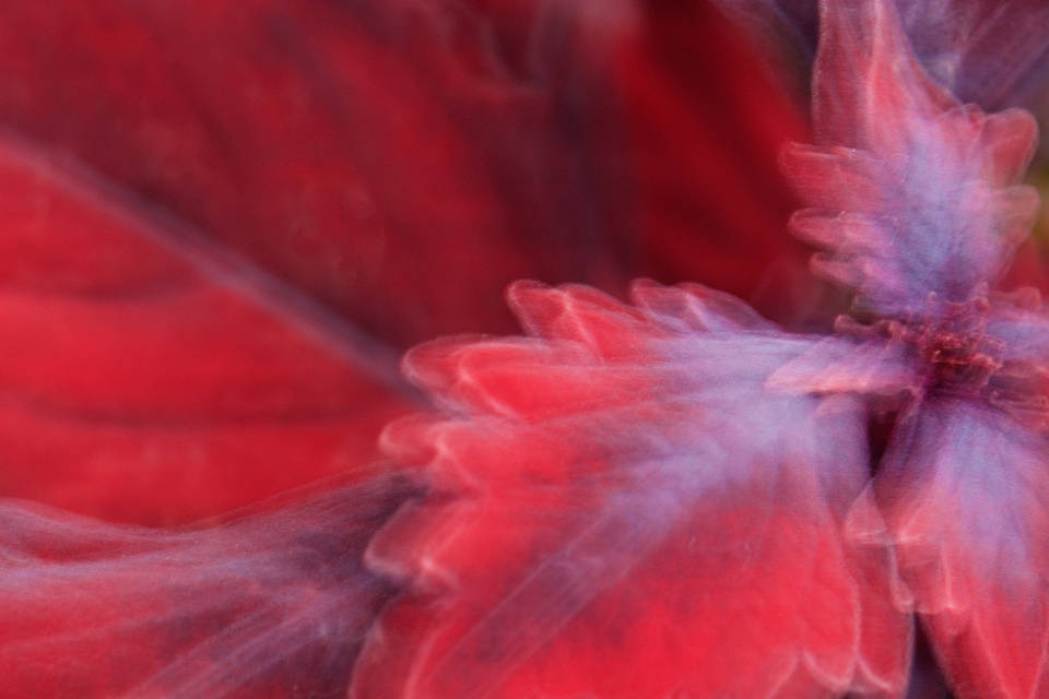 Blurry Red Color Flower Background