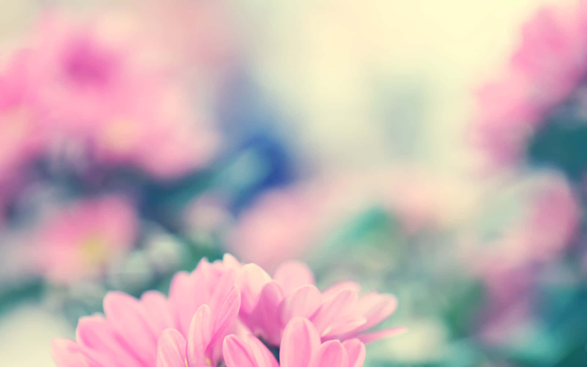 Blurry Tumblr Flowers Desktop Background