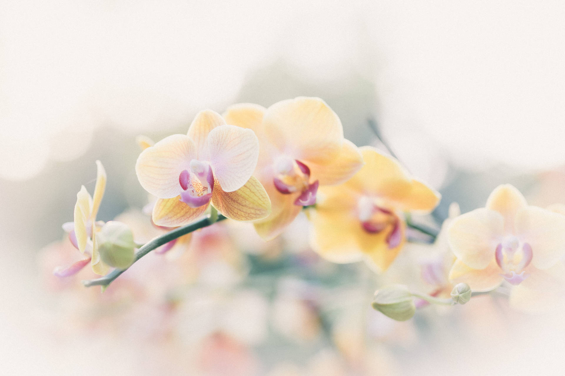 Blurry Yellow Orchids Background