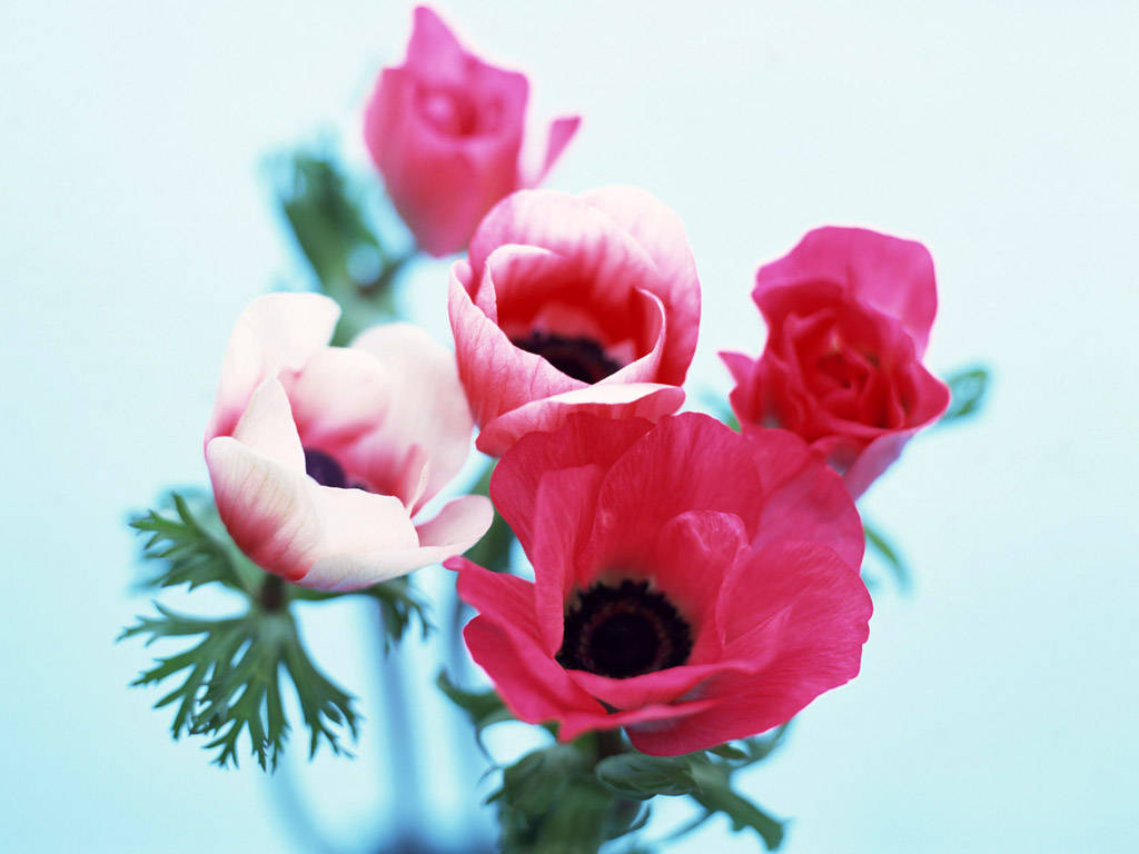 Blushing Anemone Flowers Background