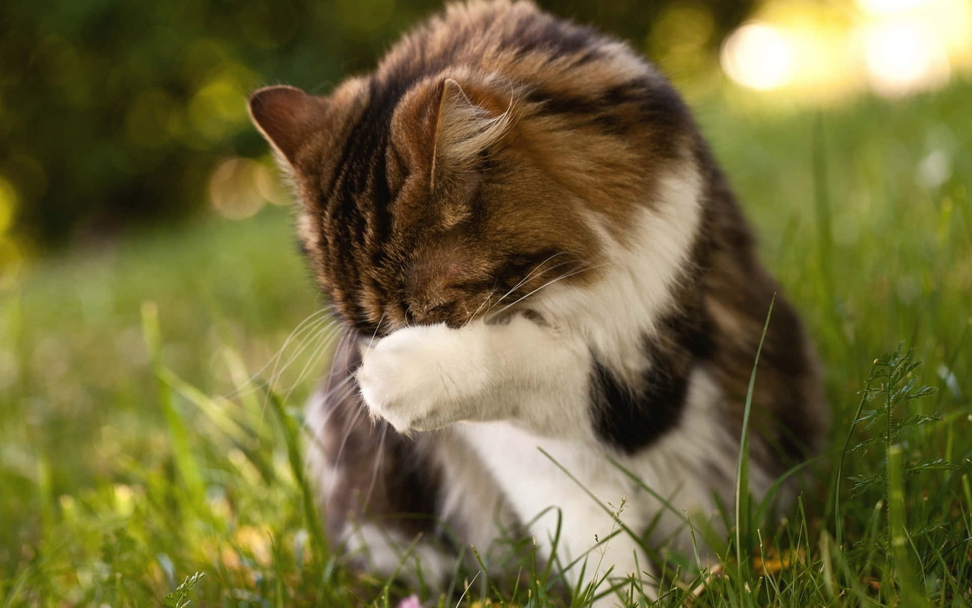 Blushing Feline Mishap