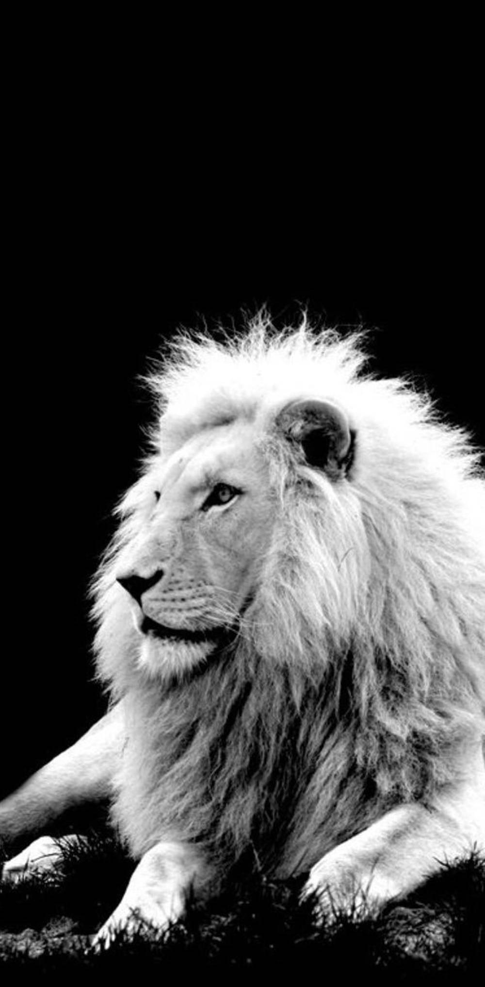 Bnw Lion Iphone Background